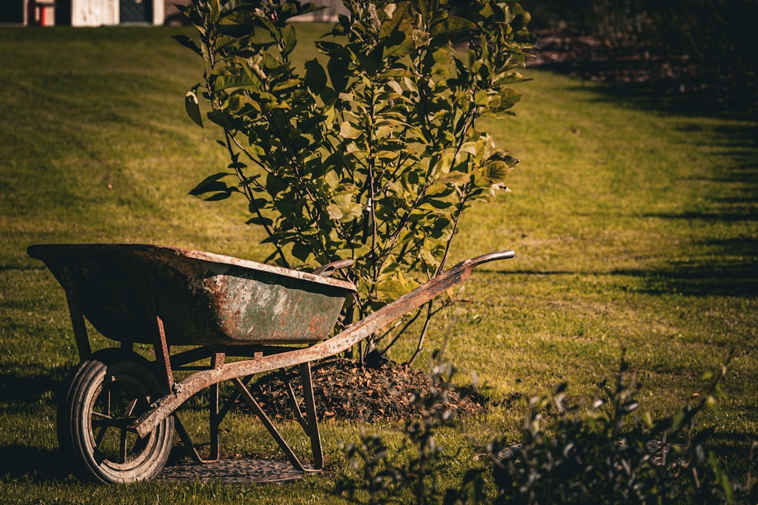 An old, rusted wheelbarrow rests on a sunlit lawn beside a young shrub, embodying the quiet pause of a day’s gardening work. The warm light and worn textures evoke a timeless connection to the rhythms of outdoor labor and care.