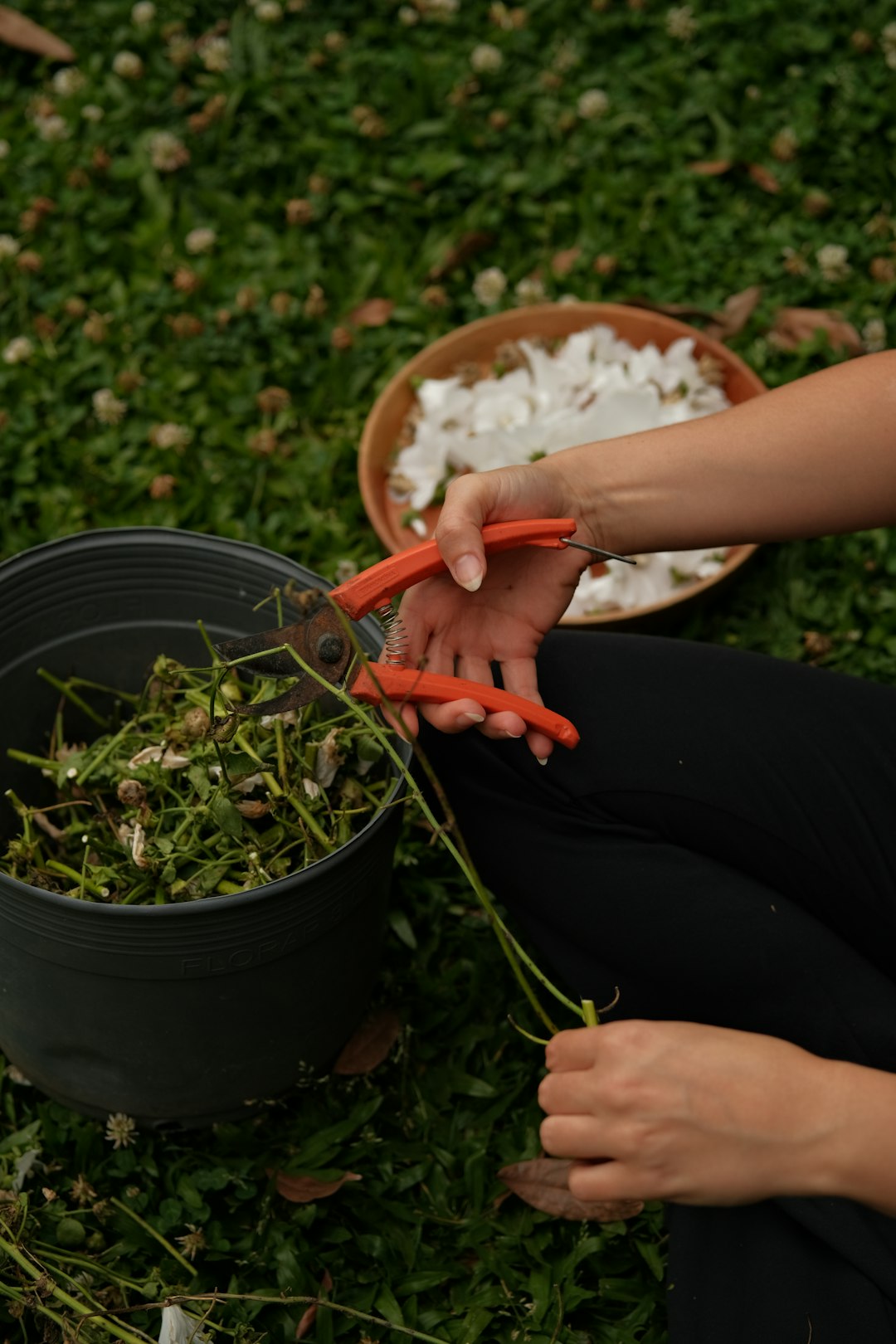 hands-pruning-green-stems-with-clippers-over-pot-2c4ge0lhbxk